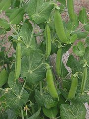 Green peas