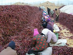Dry peppers