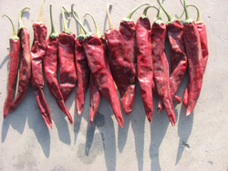 Dry peppers