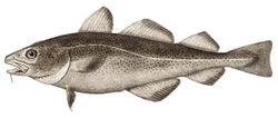 Codfish